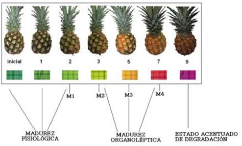Infografía detallada sobre los indicadores visuales y olfativos de madurez de la piña: color, aroma, firmeza y hojas.