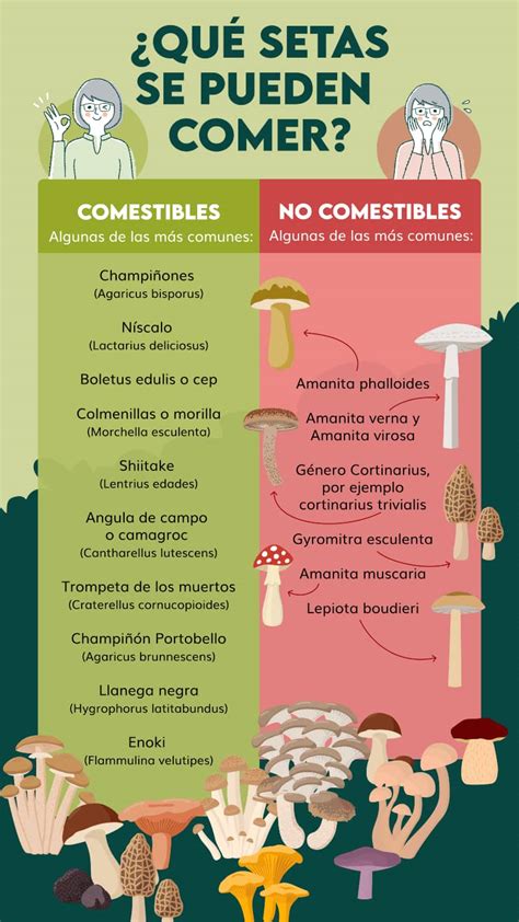 Infografía comparando diferentes tipos de láminas comestibles y sus usos