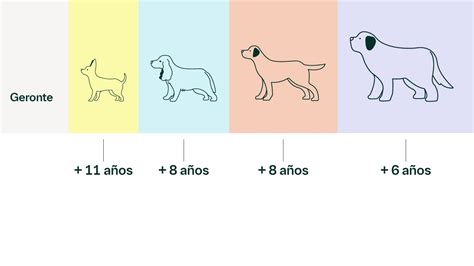 Esquema nutricional comparativo según la etapa de vida del American Bully: Cachorro, Adulto y Senior.