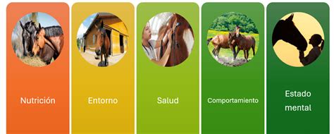 Esquema de los cinco dominios del bienestar animal: alimentación, salud, entorno, comportamiento y estado mental.