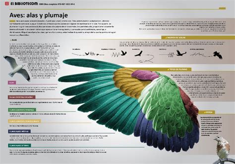 Infografía comparativa: escalas de evaluación del estado del plumaje en aves.