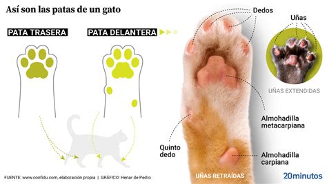 diagrama que muestra las glándulas odoríferas en las patas de un gato