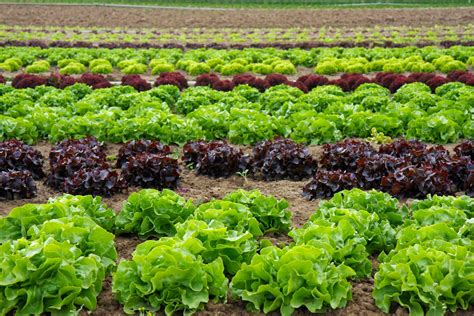 Campo de cultivo de remolachas con diferentes variedades de colores