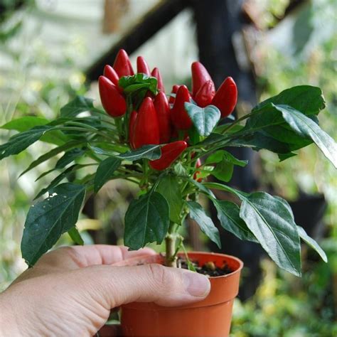 Planta de ají cristal en maceta, mostrando frutos verdes y rojos.