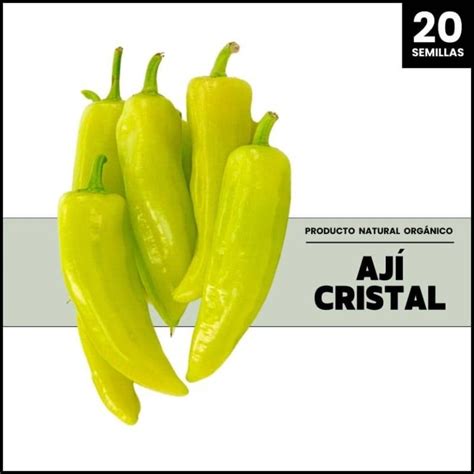 Primer plano de frutos de ají cristal en diferentes etapas de maduración (verde, amarillo, rojo).