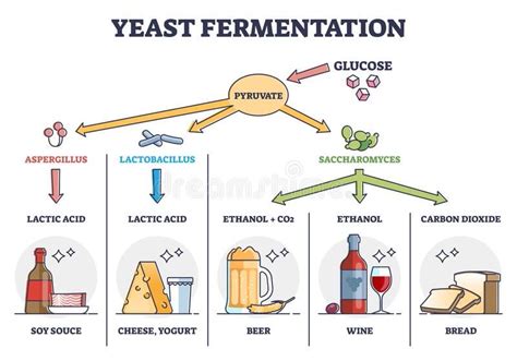 Esquema que muestra el proceso de fermentación: la levadura consume azúcar y libera dióxido de carbono y etanol.