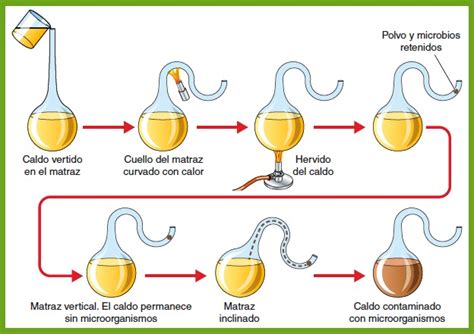Ilustración histórica del experimento de los matraces de cuello de cisne de Pasteur.