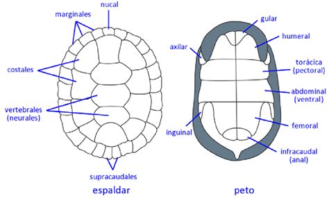 Vista dorsal y ventral del caparazón de la jaiba azul