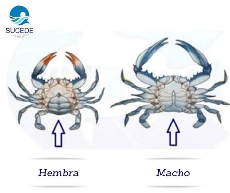 Abdomen desplegado de una jaiba hembra