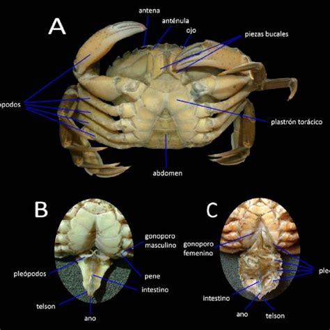 Vista ventral del abdomen de un cangrejo azul macho