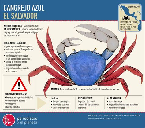 Cangrejo azul en proceso de muda
