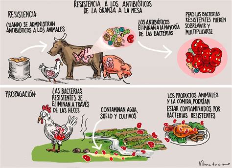 Infografía sobre la cadena de transmisión de resistencia a antibióticos de animales a humanos