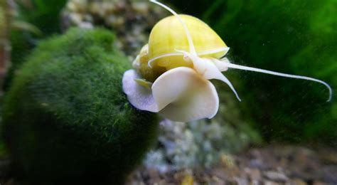 Caracol manzana en su hábitat natural acuático con vegetación