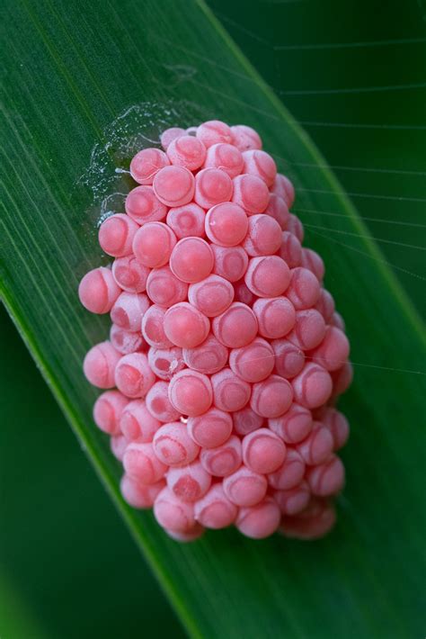 Racimo de huevos de caracol manzana dorada (Pomacea canaliculata) de color rosa intenso, adheridos a un tallo de planta