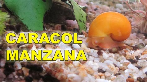 Caracoles manzana recién eclosionados, pequeños y con conchas de 2 mm, alimentándose de algas