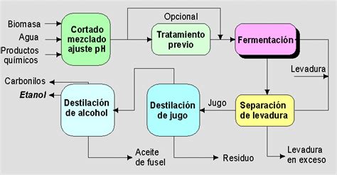 Esquema de las etapas de la fermentación del vino, mostrando la sucesión microbiana.