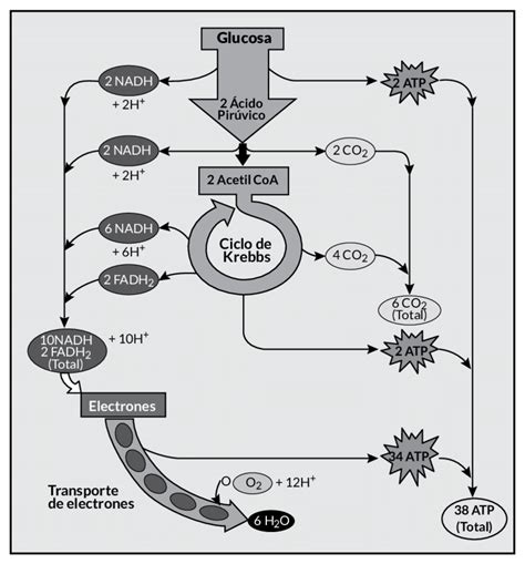 Esquema del metabolismo de la glucosa en cabras