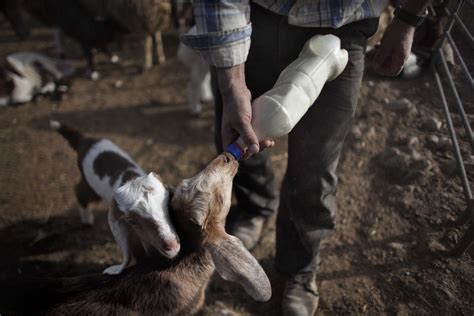 Experto veterinario vacunando una cabra contra la PPR