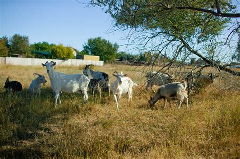 Cabras pastando en un campo con estructuras para trepar