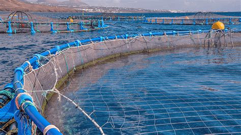 Jaula de cultivo de salmón atlántico en una piscifactoría industrial