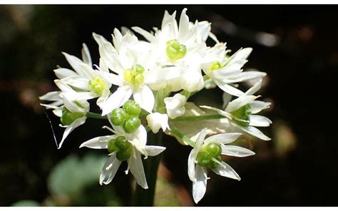 Foto de la planta Allium triquetrum en flor, mostrando sus características generales y flores blancas