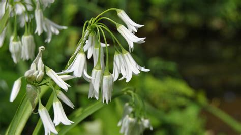 Primer plano de las flores blancas de Allium triquetrum, resaltando el nervio verde en los pétalos