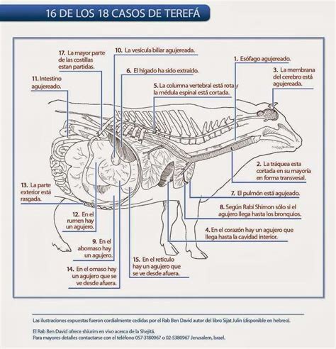 Esquema de las partes de un animal prohibidas en la dieta kosher