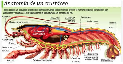 Esquema de las partes anatómicas de una gamba de acuario (cefaltórax, abdomen, exoesqueleto)