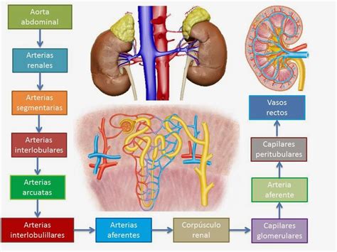 Esquema de la función renal y el impacto de los alimentos
