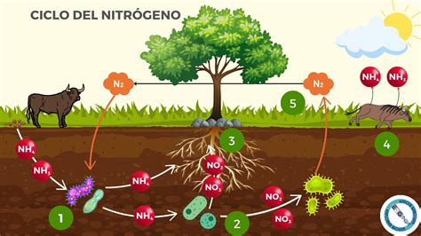 Infografía sobre la fijación de nitrógeno en las raíces de leguminosas