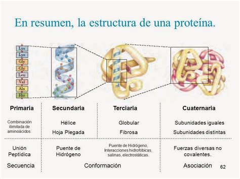 Esquema comparativo de la estructura molecular de proteínas animales y vegetales