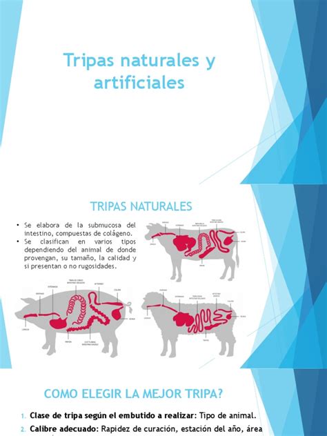 Ilustración comparativa de tripas naturales y artificiales