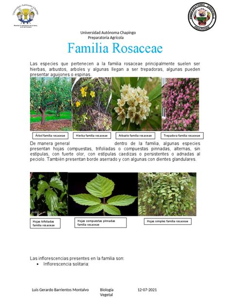 Infografía mostrando ejemplos de frutas de la familia Rosaceae