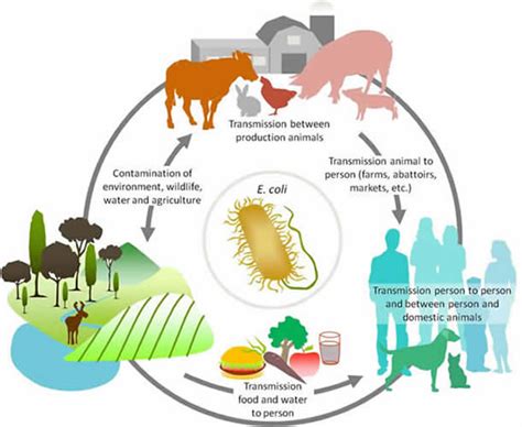 Infografía sobre la transmisión de E. coli en la cadena alimentaria