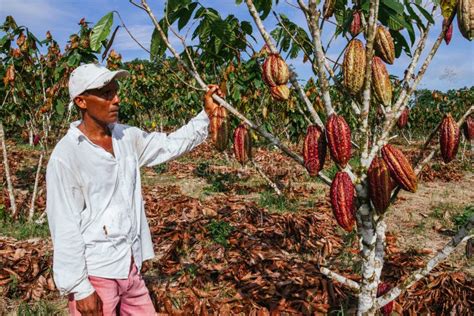 Plantación de árboles de cacao y un agricultor cosechando mazorcas