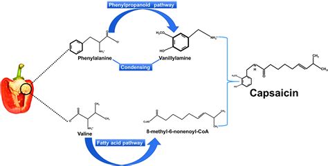 diagrama explicando cómo la capsaicina mejora la filtración renal