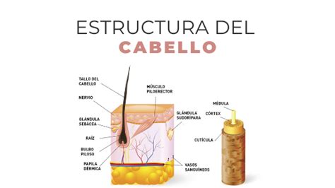 Esquema de la estructura del cabello y cómo la keratina actúa sobre ella