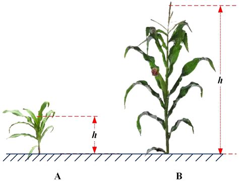 Gráfico de altura de planta de maíz en función de dosis de nitrógeno