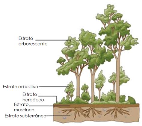 Infografía: Ilustración de un bosque comestible con diferentes estratos y biodiversidad