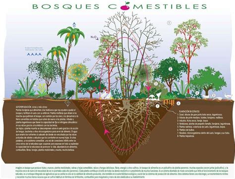 Esquema de diseño de un bosque comestible mostrando la distribución de árboles y plantas de apoyo