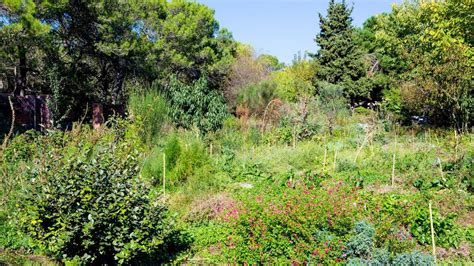 Foto: Cosecha variada de un bosque comestible incluyendo frutas, verduras y hierbas