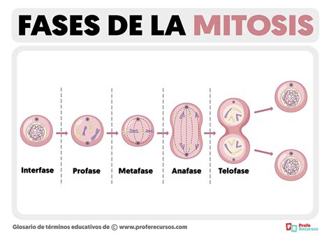 Esquema de las fases de la mitosis en una célula vegetal