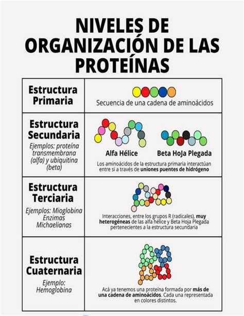 Esquema de los niveles estructurales de una proteína: primaria, secundaria y terciaria