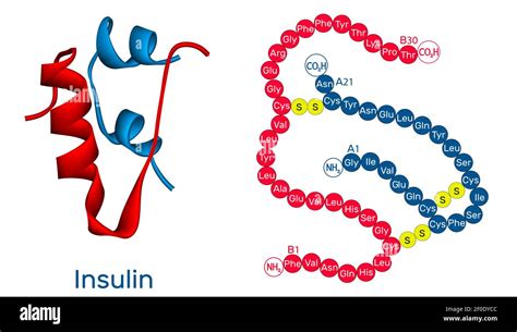 Modelo de cinta de la estructura tridimensional de la insulina