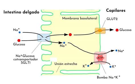 Esquema del mecanismo postulado para el transporte de Na+ y Glucosa por el SGLT-1