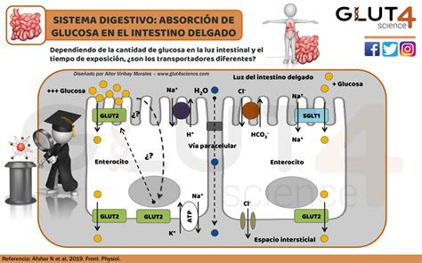 Diagrama de la absorción de glucosa en el epitelio intestinal, incluyendo el co-transporte de agua