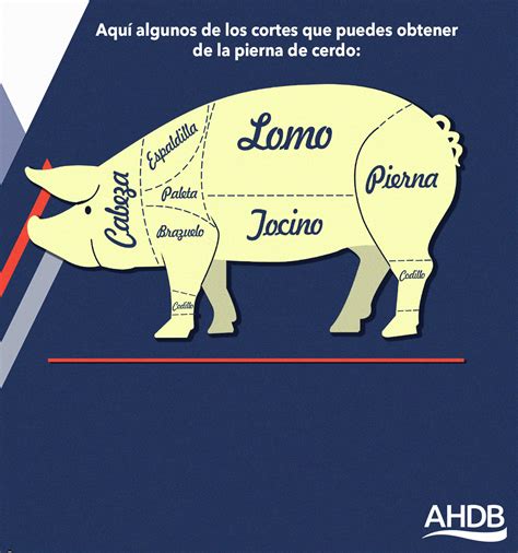 Esquema del corte de bondiola o cabeza de lomo en un cerdo