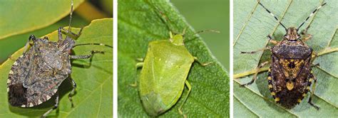 comparación visual entre Halyomorpha halys y Nezara viridula