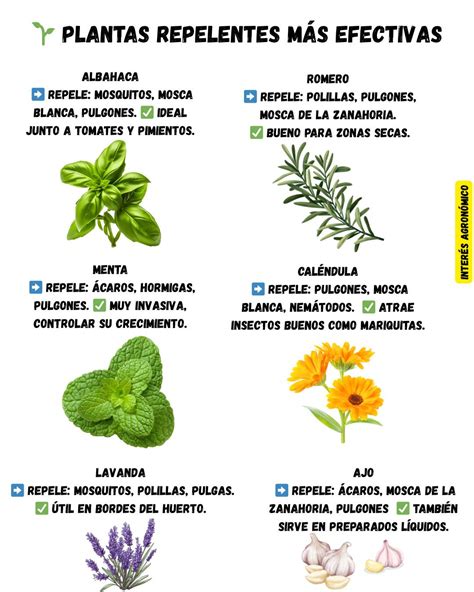 ilustraciones de barreras físicas y plantas repelentes para prevenir la entrada de chinches al hogar