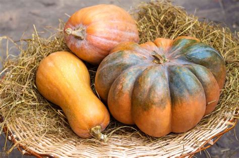 Zanahorias frescas y calabazas de diferentes formas.